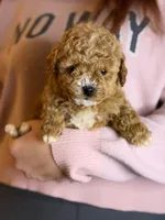 CHILE MINIATURE POODLE, a male Poodle - Miniature  for sale in Richmond, VA – Photo 1 of 2