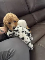 MICRO GOLDENDOODLE, a male Poodle - Miniature  and Miniature Goldendoodle for sale in Richmond, VA – Photo 6 of 7