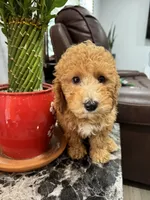 MICRO GOLDENDOODLE, a male Poodle - Miniature  and Miniature Goldendoodle for sale in Richmond, VA – Photo 1 of 7