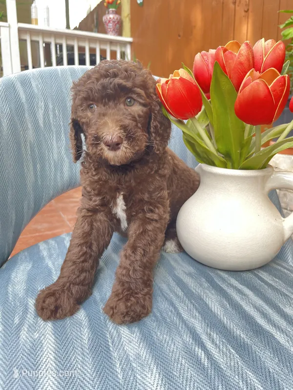 AKC + Pedigree Brown Female, a female Poodle - Standard  for sale in Richmond, VA – Photo 1 of 8