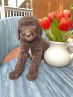 AKC + Pedigree Brown Female, a female Poodle - Standard  for sale in Richmond, VA – Photo 1 of 8