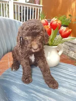 AKC + Pedigree Brown Female, a female Poodle - Standard  for sale in Richmond, VA – Photo 5 of 8