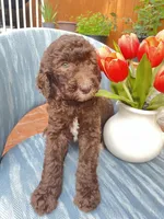 AKC + Pedigree Brown Female, a female Poodle - Standard  for sale in Richmond, VA – Photo 7 of 8