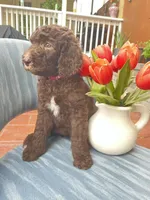 AKC + Pedigree Brown Female, a female Poodle - Standard  for sale in Richmond, VA – Photo 4 of 8