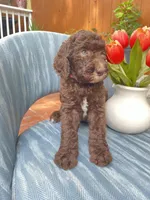 AKC + Pedigree Brown Female, a female Poodle - Standard  for sale in Richmond, VA – Photo 8 of 8