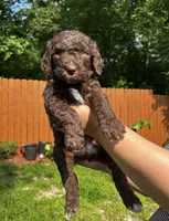 AKC + Pedigree Brown Female, a female Poodle - Standard  for sale in Richmond, VA – Photo 2 of 8