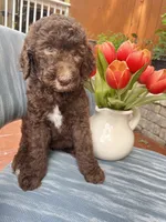 AKC + Pedigree Brown Female, a female Poodle - Standard  for sale in Richmond, VA – Photo 6 of 8