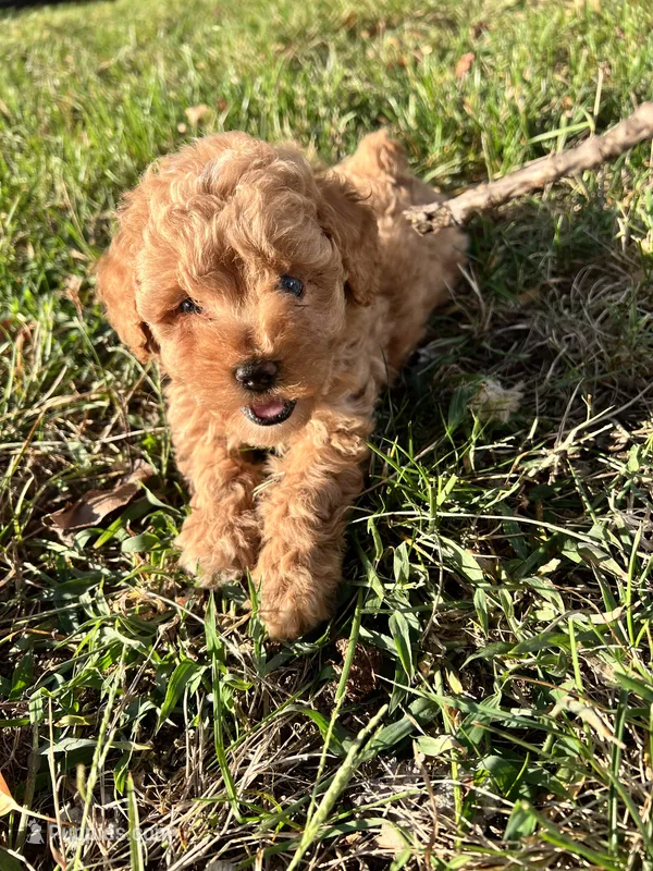 Mini red poodle  – Poodle - Toy , Poodle - Miniature  puppy for sale in Richmond, VA