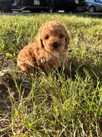 Mini red poodle , a male Poodle - Toy  and Poodle - Miniature  for sale in Richmond, VA – 5 of 8