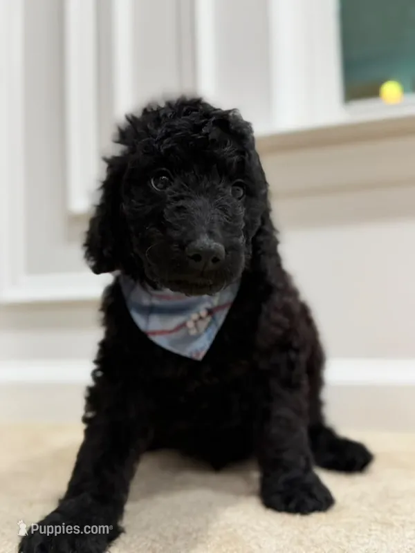 ONYX BOY – Goldendoodle puppy for sale in Richmond, VA