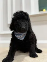 ONYX BOY, a male Goldendoodle for sale in Richmond, VA – 1 of 5