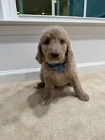 CREAM BOY, a male Goldendoodle for sale in Richmond, VA – 3 of 4