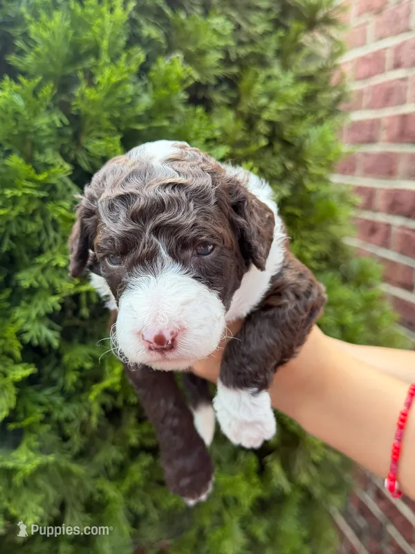 CHOCOLATE CHIP GIRL – Goldendoodle puppy for sale in Richmond, VA