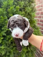 CHOCOLATE CHIP GIRL, a female Goldendoodle for sale in Richmond, VA – 1 of 1