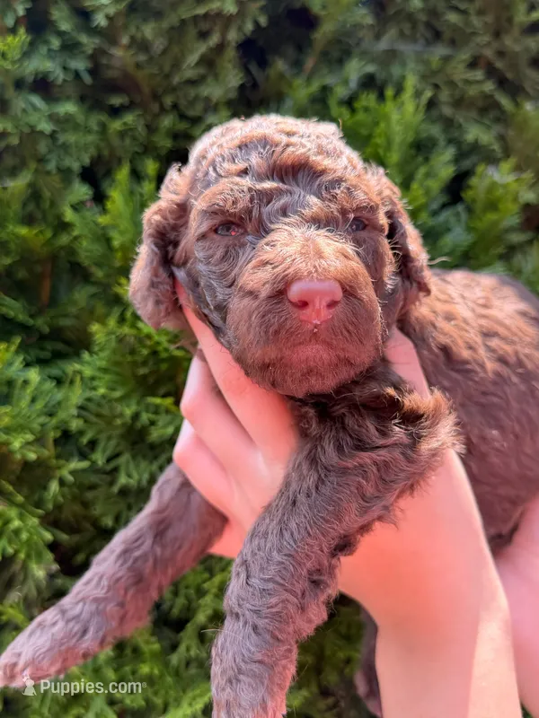 CHOCOLATE GIRL – Goldendoodle puppy for sale in Richmond, VA