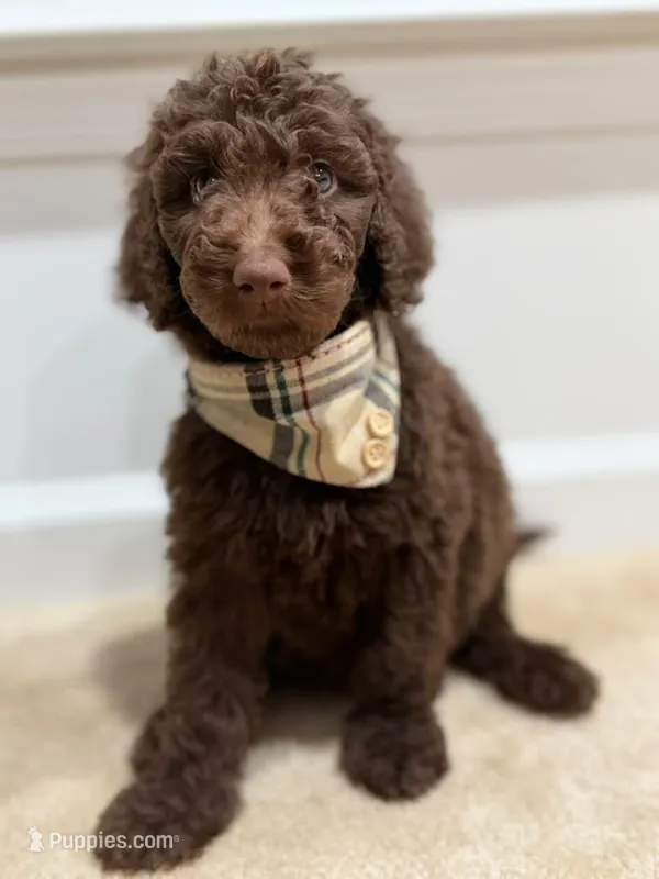 CHOCOLATE GIRL – Goldendoodle puppy for sale in Richmond, VA