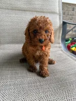 RED MICRO POODLE BOY 2, a male Poodle - Toy  and Poodle - Miniature  for sale in Richmond, VA – 1 of 3