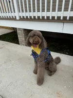 Teddy, a male Poodle - Standard  for sale in Richmond, VA – 8 of 10