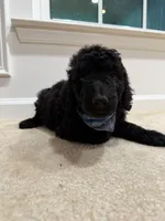 ONYX BOY, a male Goldendoodle for sale in Richmond, VA – 5 of 5