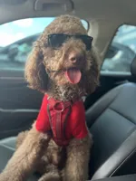 Teddy, a male Poodle - Standard  for sale in Richmond, VA – 5 of 10