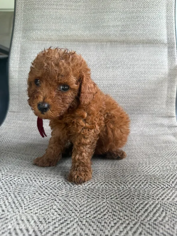RED MICRO POODLE BOY 4 – Poodle - Toy , Poodle - Miniature  puppy for sale in Richmond, VA