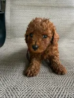 RED MICRO POODLE BOY 4, a male Poodle - Toy  and Poodle - Miniature  for sale in Richmond, VA – 3 of 5