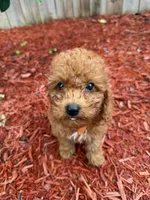 CHILE RED MINI POODLE BOY, a female Poodle - Toy  and Poodle - Miniature  for sale in Richmond, VA – 5 of 6