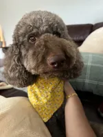 Teddy, a male Poodle - Standard  for sale in Richmond, VA – 6 of 10