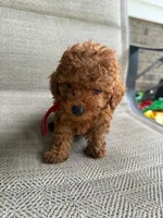 RED MICRO POODLE BOY 1, a female Poodle - Toy  and Poodle - Miniature  for sale in Richmond, VA – 3 of 4