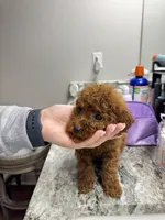 Mini red poodle , a male Poodle - Toy  and Poodle - Miniature  for sale in Richmond, VA – 7 of 8