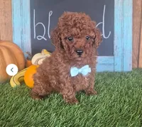 Pepper, a male Poodle - Miniature  and Miniature Goldendoodle for sale in Richmond, VA – 4 of 7