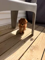 RED MINI BOY, a  Poodle - Miniature  for sale in Richmond, VA – Photo 4 of 8