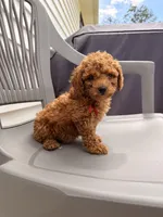 RED MINI BOY, a  Poodle - Miniature  for sale in Richmond, VA – Photo 3 of 8