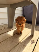 RED MINI BOY, a  Poodle - Miniature  for sale in Richmond, VA – Photo 6 of 8