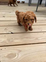 RED MINI BOY, a  Poodle - Miniature  for sale in Richmond, VA – Photo 7 of 8