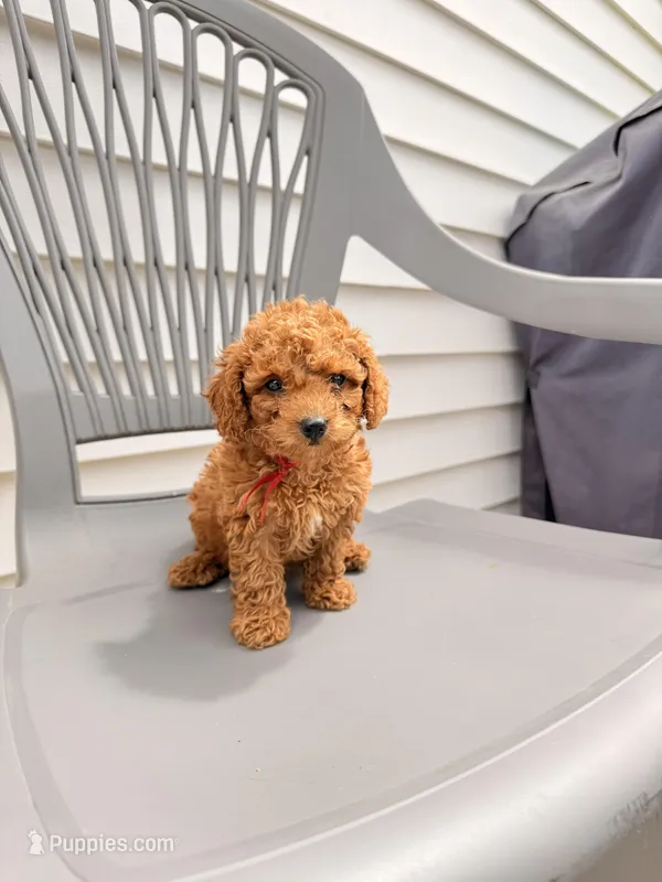 RED MINI BOY – Poodle - Miniature  puppy for sale in Richmond, VA