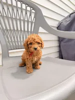 RED MINI BOY, a  Poodle - Miniature  for sale in Richmond, VA – Photo 1 of 8