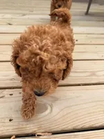 RED MINI BOY, a  Poodle - Miniature  for sale in Richmond, VA – Photo 5 of 8