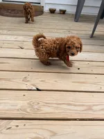 RED MINI BOY, a  Poodle - Miniature  for sale in Richmond, VA – Photo 8 of 8