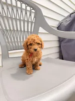 RED MINI BOY, a  Poodle - Miniature  for sale in Richmond, VA – Photo 2 of 8