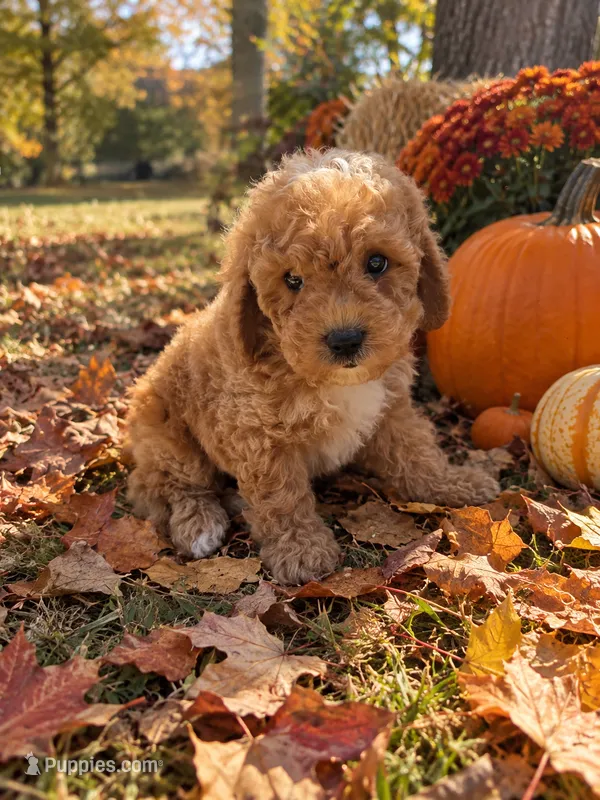 Red Pepper Mini Boy 3 – Poodle - Toy , Poodle - Miniature  puppy for sale in Richmond, VA