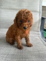 RED MICRO POODLE BOY 3, a male Poodle - Toy  and Poodle - Miniature  for sale in Richmond, VA – 1 of 3