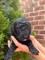 ONYX BOY, a male Goldendoodle for sale in Richmond, VA – 1 of 1