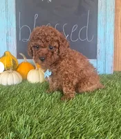 Pepper, a male Poodle - Miniature  and Miniature Goldendoodle for sale in Richmond, VA – 2 of 7