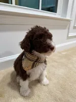 CHOCOLATE CHIP GIRL 2, a female Goldendoodle for sale in Richmond, VA – 4 of 4