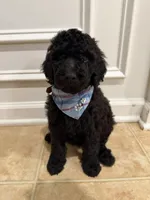 ONYX GIRL, a female Goldendoodle for sale in Richmond, VA – 2 of 5