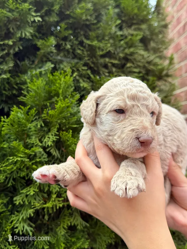 CREAM BOY – Goldendoodle puppy for sale in Richmond, VA
