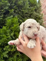 CREAM BOY, a male Goldendoodle for sale in Richmond, VA – 1 of 1