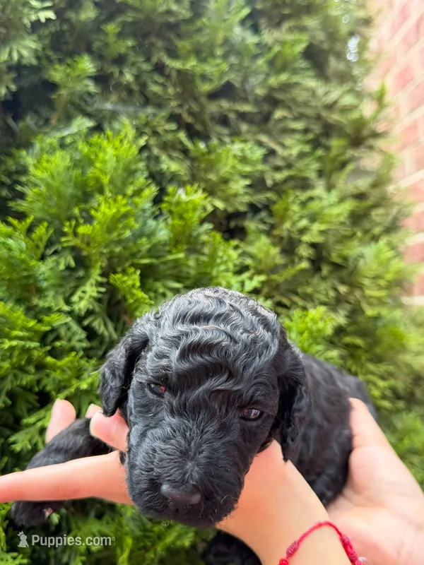 ONYX GIRL – Goldendoodle puppy for sale in Richmond, VA