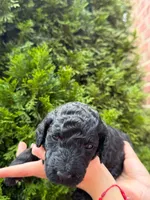 ONYX GIRL, a female Goldendoodle for sale in Richmond, VA – 1 of 1